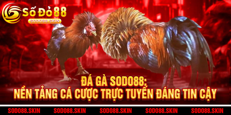 Đá Gà Sodo88 - Cược 'chất' - Thắng 'đậm', trải nghiệm đấu trường đỉnh cao số 1 Châu Á 2 Đá Gà Sodo88: Nền Tảng Cá Cược Trực Tuyến Đáng Tin Cậy