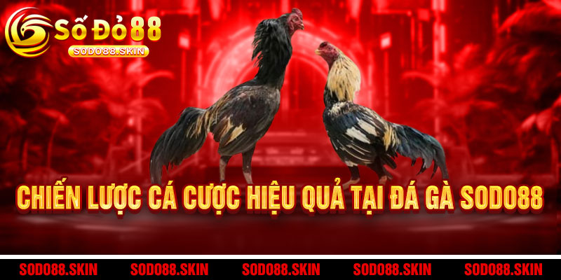 Đá Gà Sodo88 - Cược 'chất' - Thắng 'đậm', trải nghiệm đấu trường đỉnh cao số 1 Châu Á 3 Chiến Lược Cá Cược Hiệu Quả Tại Đá Gà Sodo88